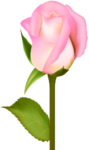 a beautiful pink rose